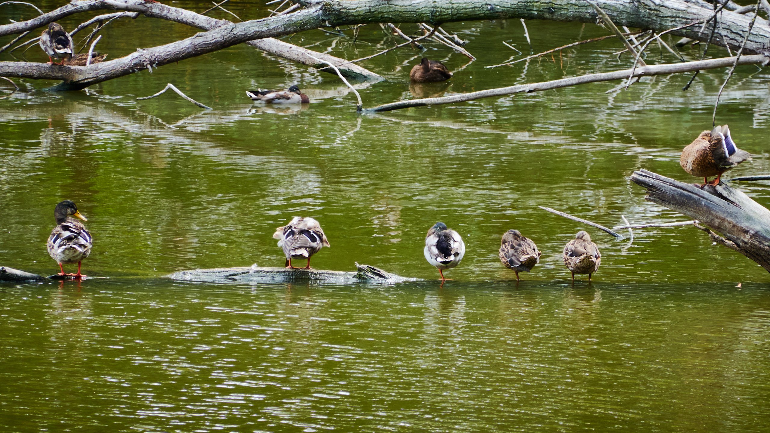 2022 08 22 Chateau de Rumbeke 2821